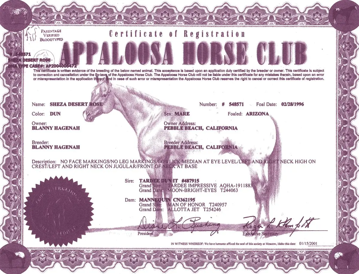 Sheza Desert Rose - Certificate of Registration - Appaloosa Horse Club