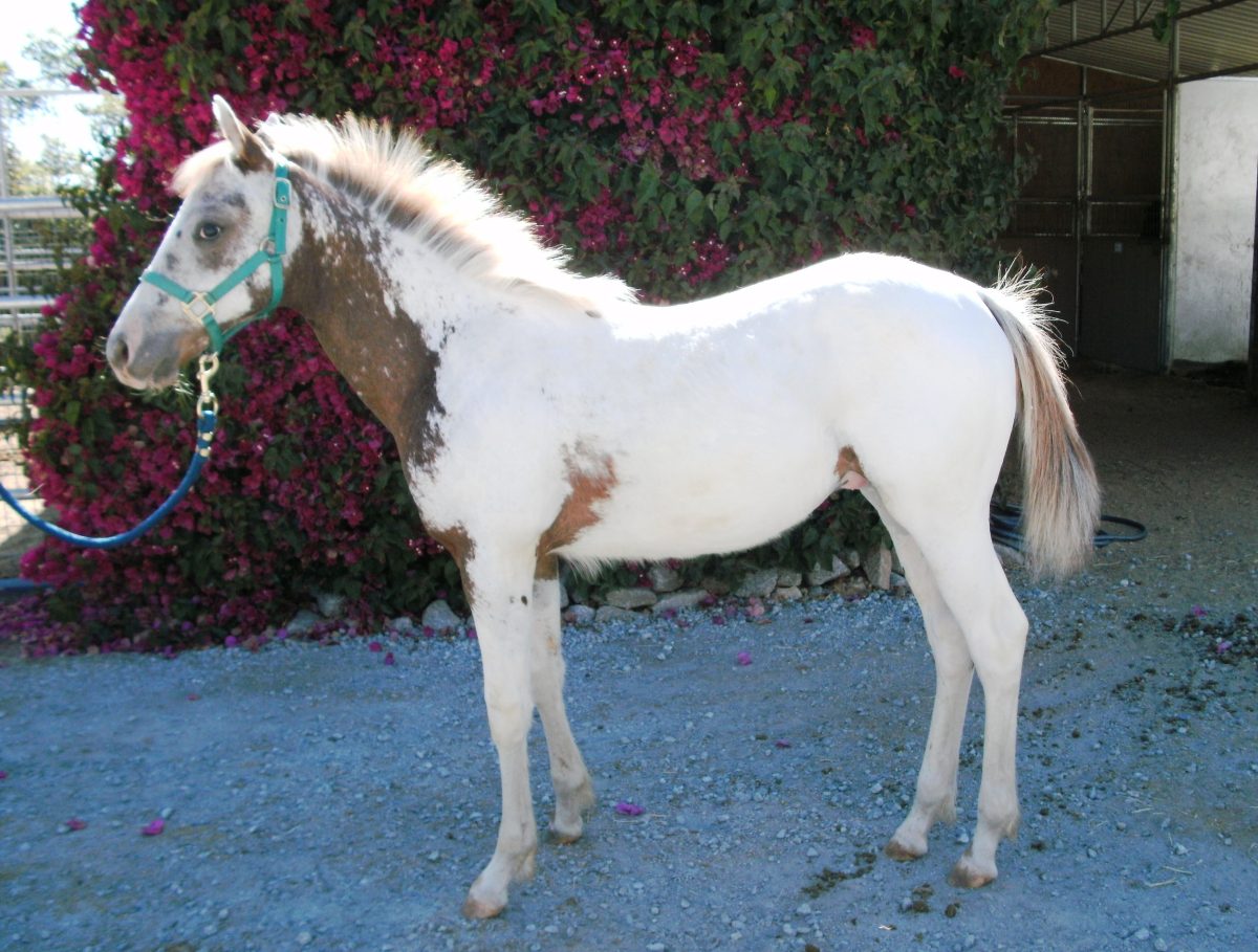 Sire: Honkytonk Wrangler Dam: Sheza Desert Rose