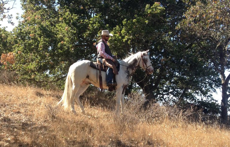 Rogue Wrangler