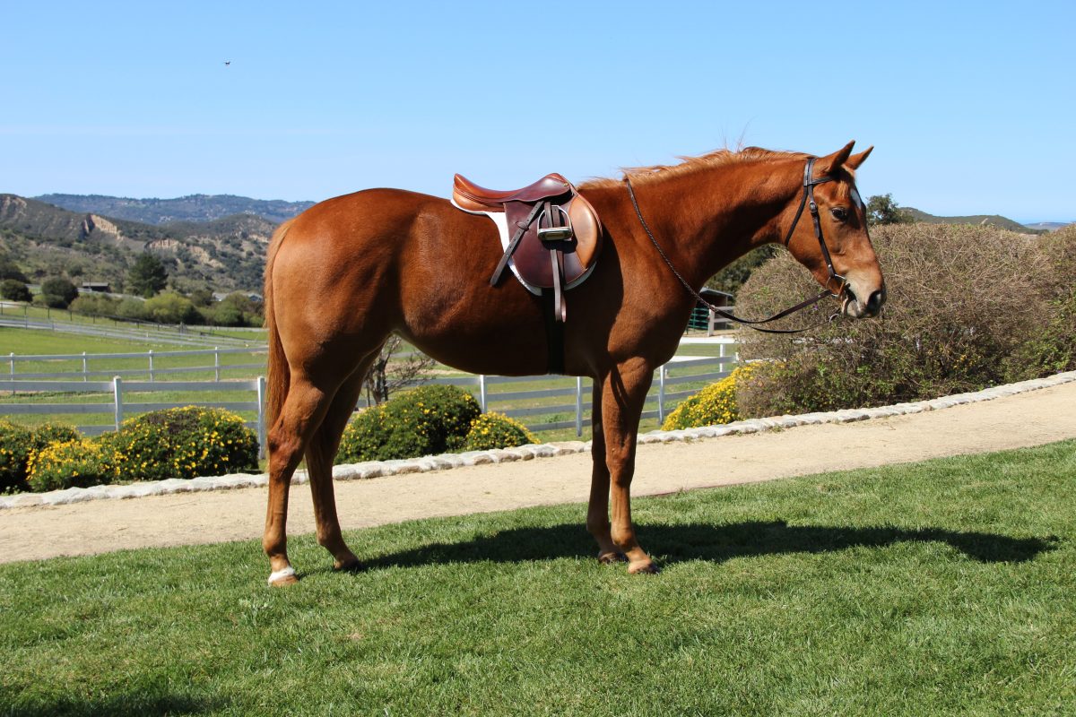 Sire: Undertack Dam: Sirtenly Sirprized