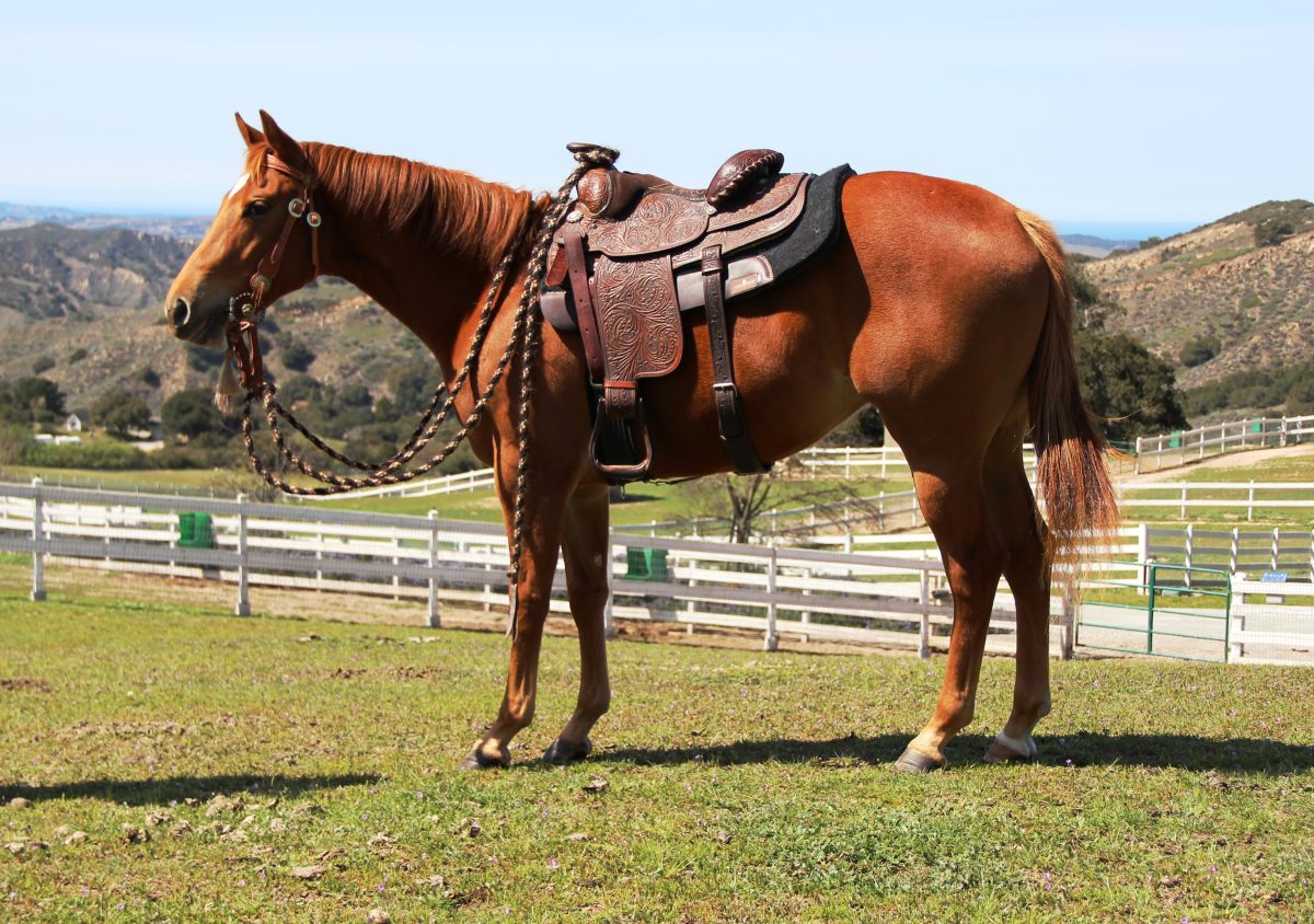 Sire: Undertack Dam: Sirtenly Sirprized