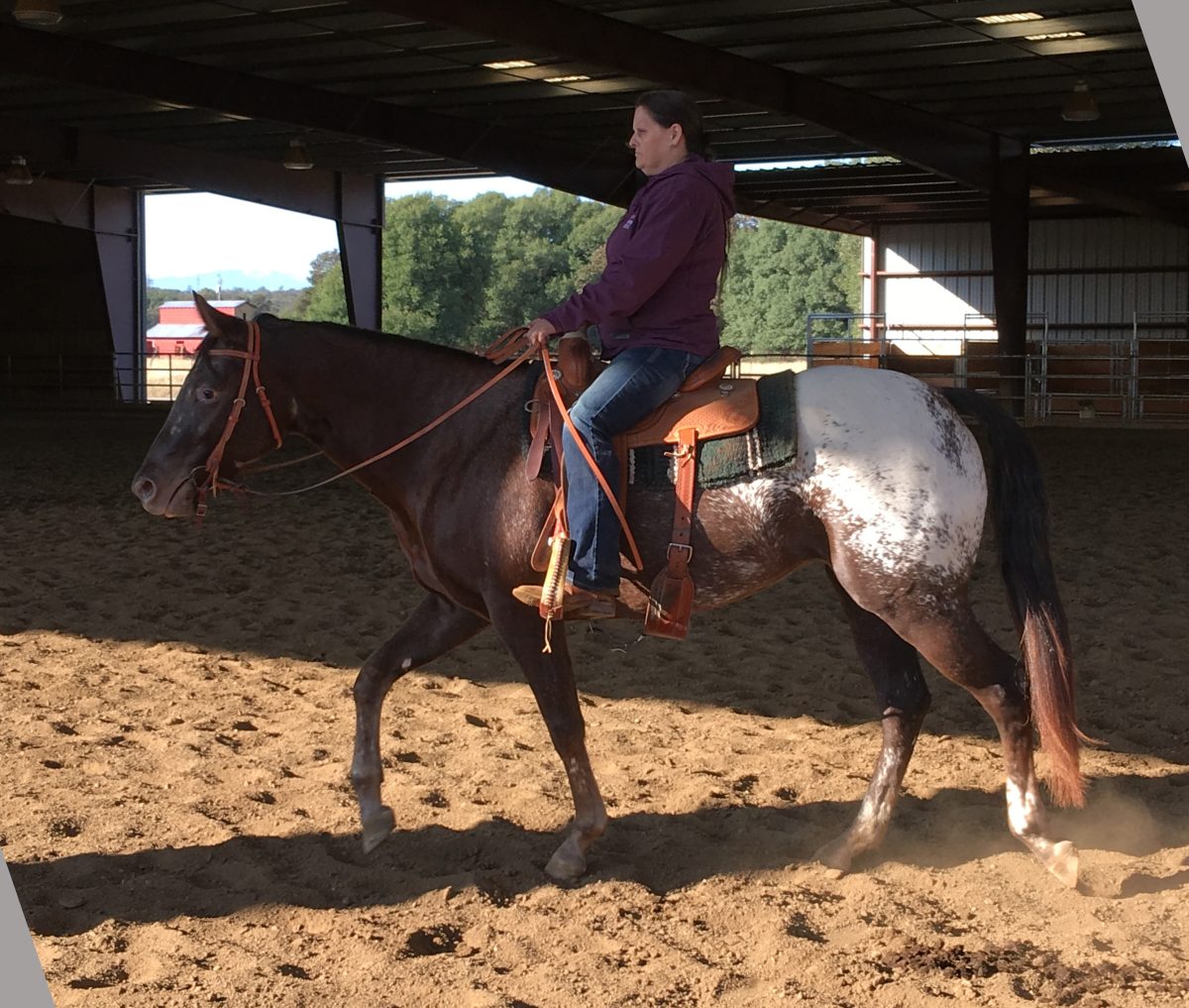 Sire: Honkytonk Wrangler Dam: Sheza Desert Rose