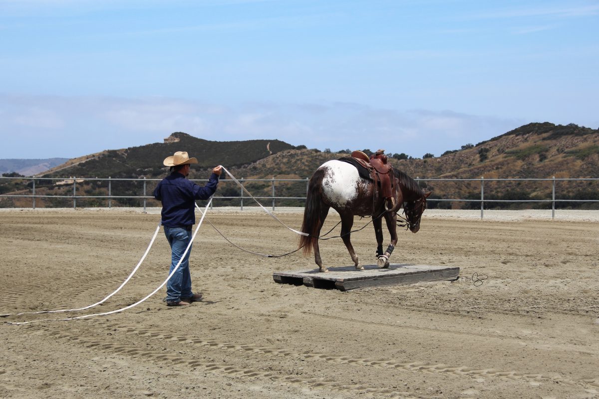 Sire: Honkytonk Wrangler Dam: Sheza Desert Rose