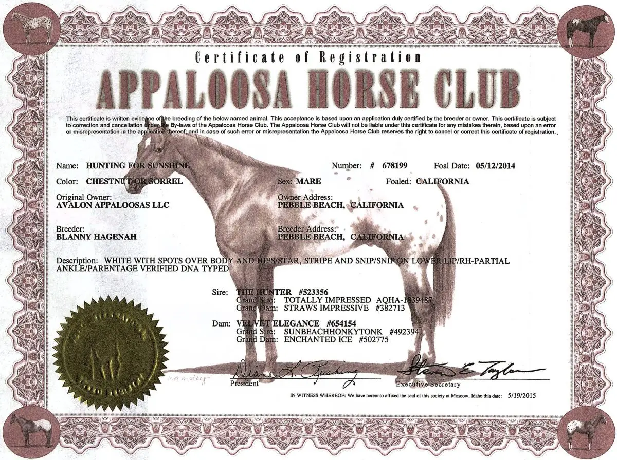Hunting For Sunshine - Certificate of Foal Registration - Appaloosa Horse Club