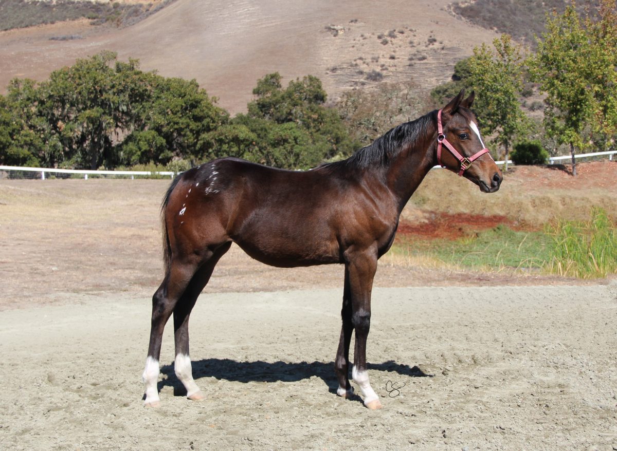 Sire: Honkytonk Wrangler Dam: Place To Hide (JC)