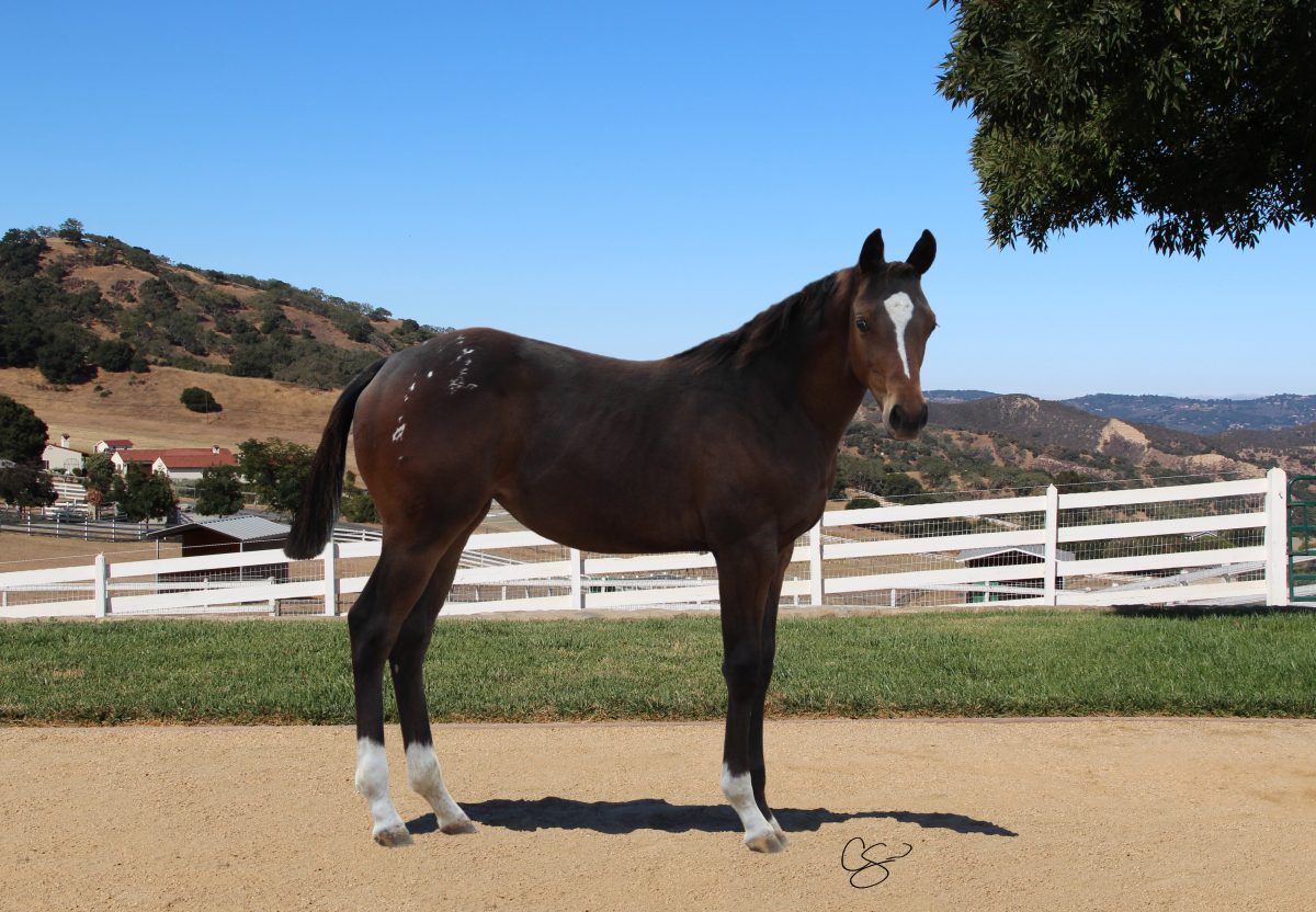 Sire: Honkytonk Wrangler Dam: Place To Hide (JC)