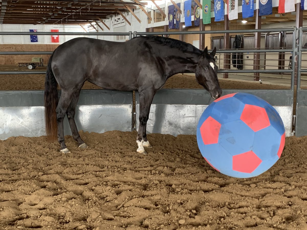 Sire: Honkytonk Wrangler Dam: Velvet Elegance