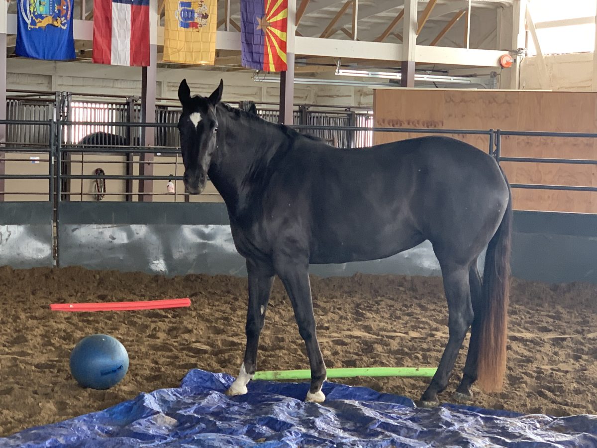 Sire: Honkytonk Wrangler Dam: Velvet Elegance