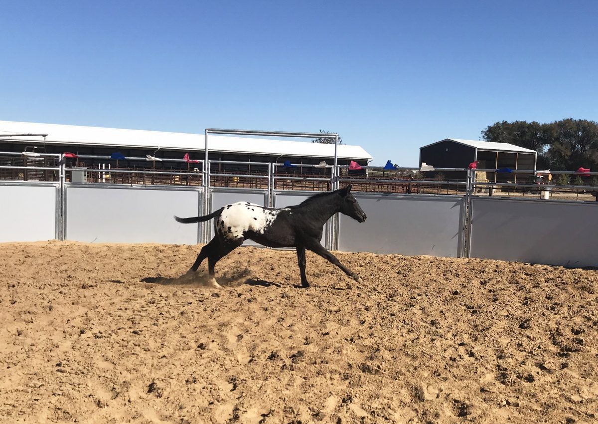 Sire: Honkytonk Wrangler Dam: Velvet Elegance