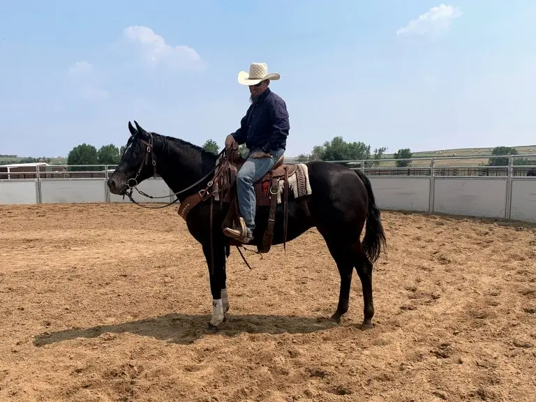 Wranglers Rhapsody