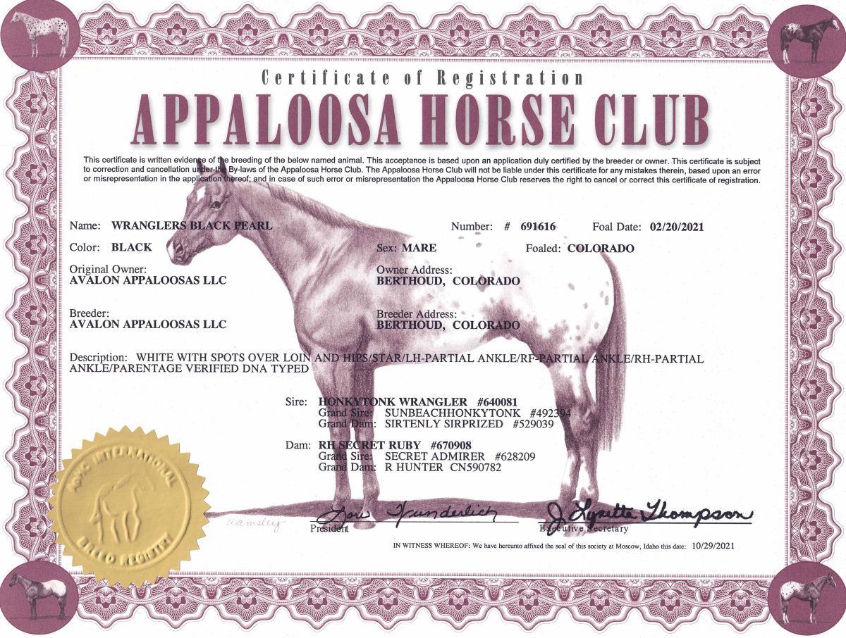Sire: Honkytonk Wrangler Dam: RH Secret Ruby