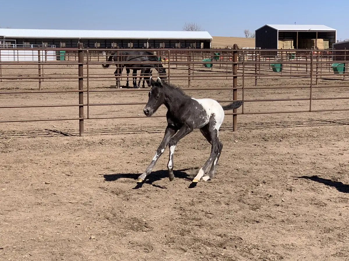 avalon appaloosas retro foal