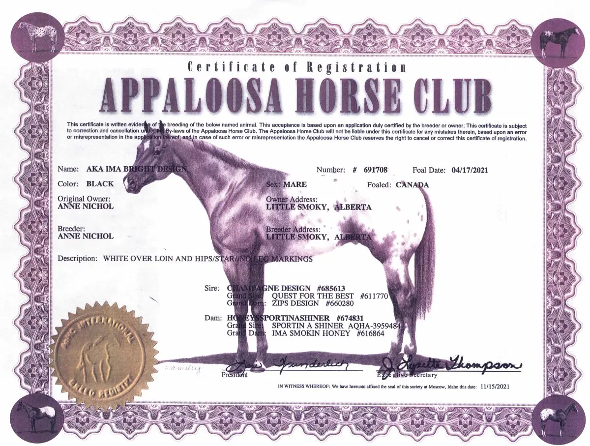 AKA IMA Bright Design Appaloosa Horse Club - Certificate of Registration