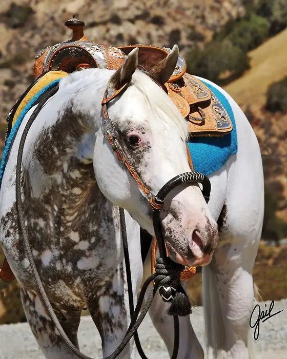 Sire: Honkytonk Wrangler Dam: Sheza Desert Rose