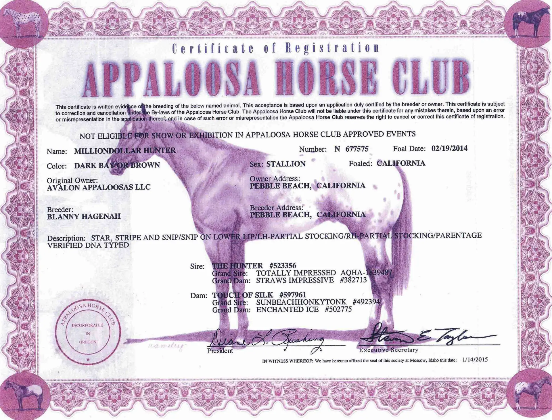 Million Dollar Hunter - Certificate of foal registration - Appaloosa Horse Club