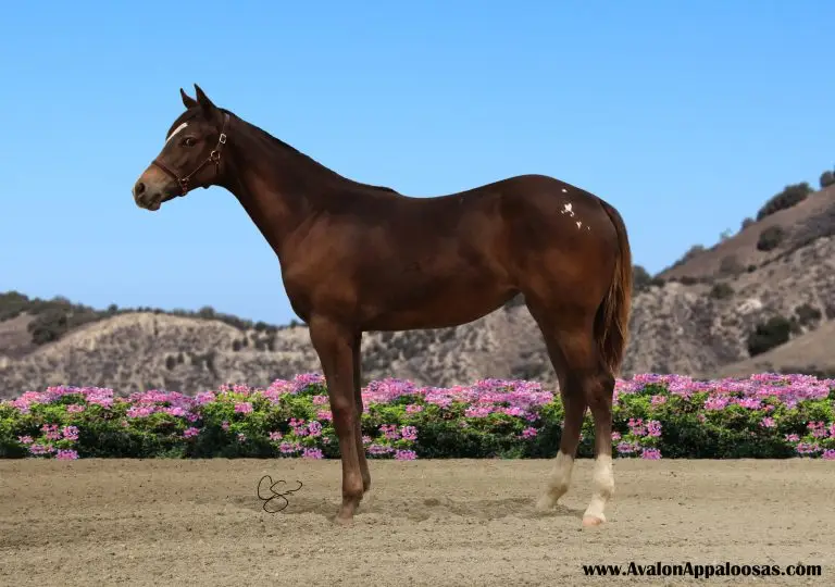 Sheza Fancy Wrangler
