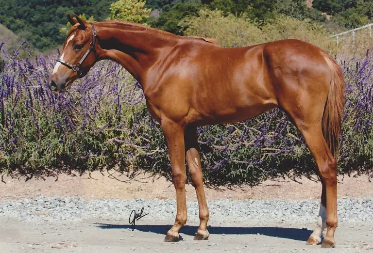 Turbo Tonk