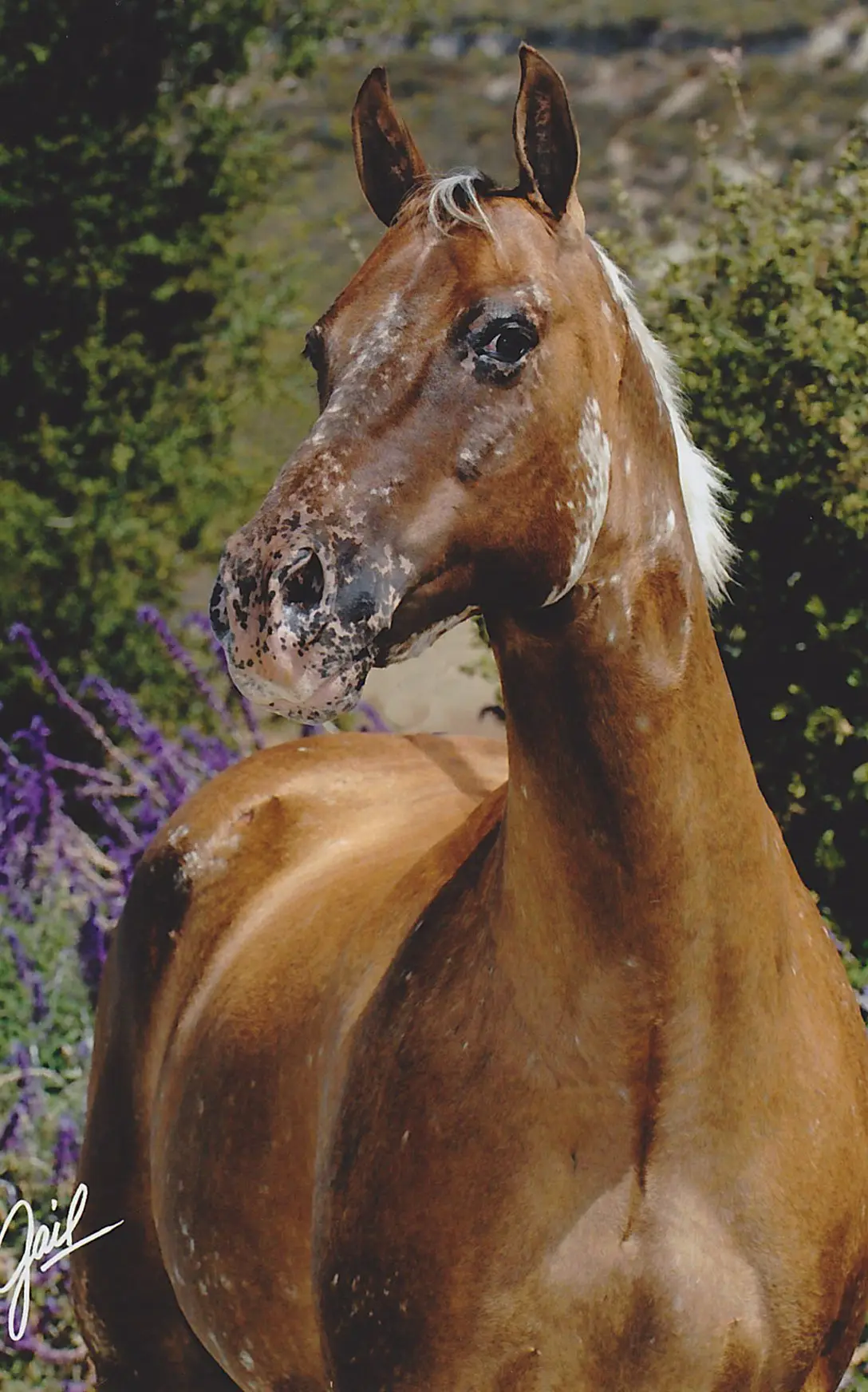Sheza Desert Rose