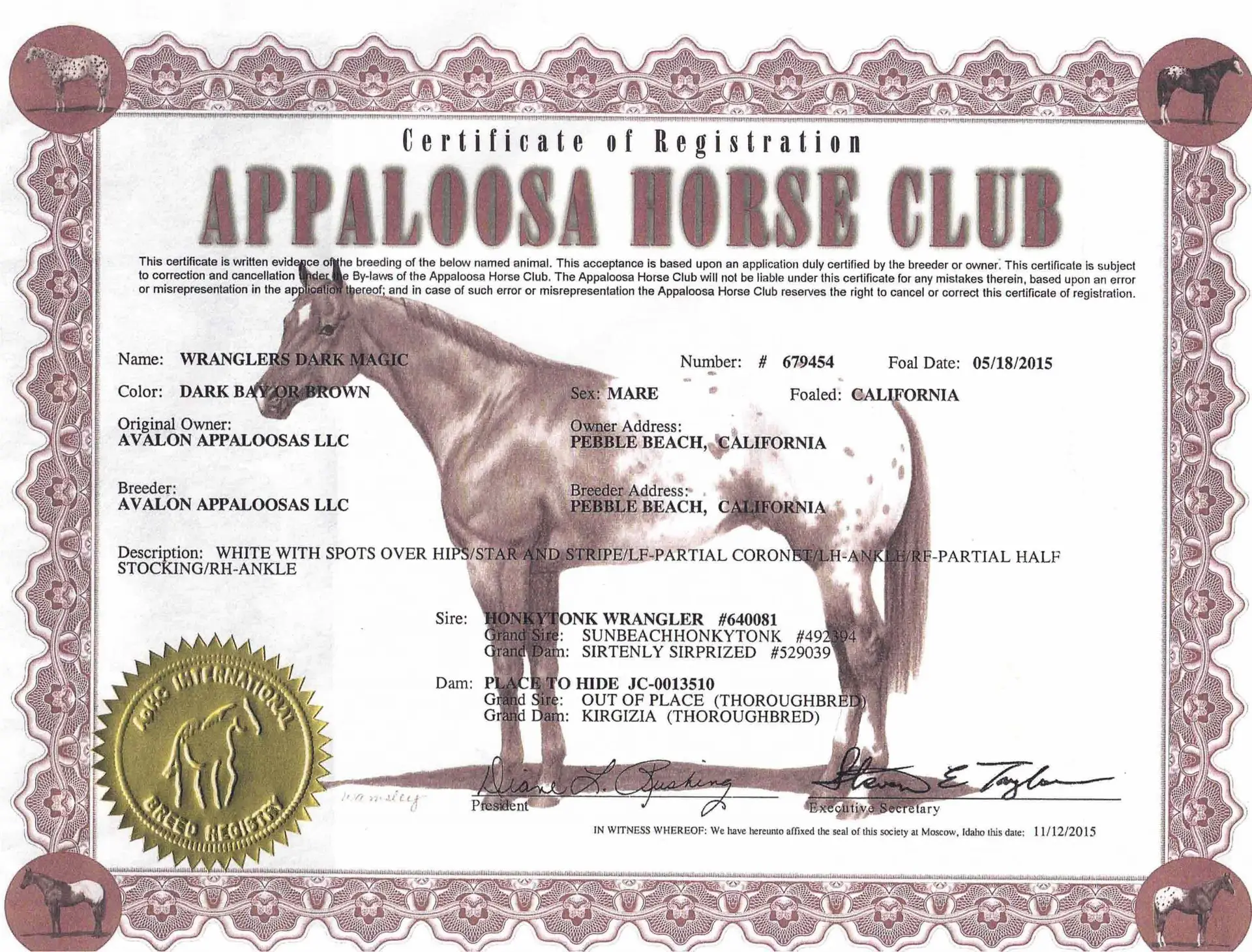 Wranglers Dark Magic - Certificate of foal registration - Appaloosa Horse Club