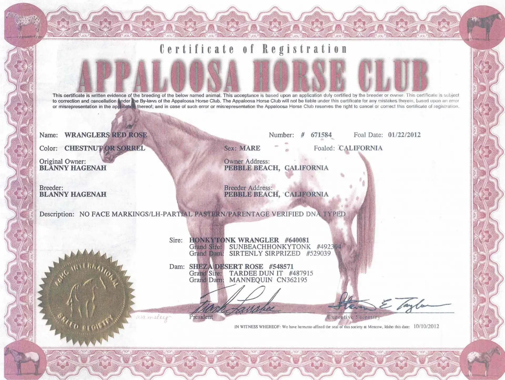Wranglers Red Rose - Certificate of registration - Appaloosa Horse Club