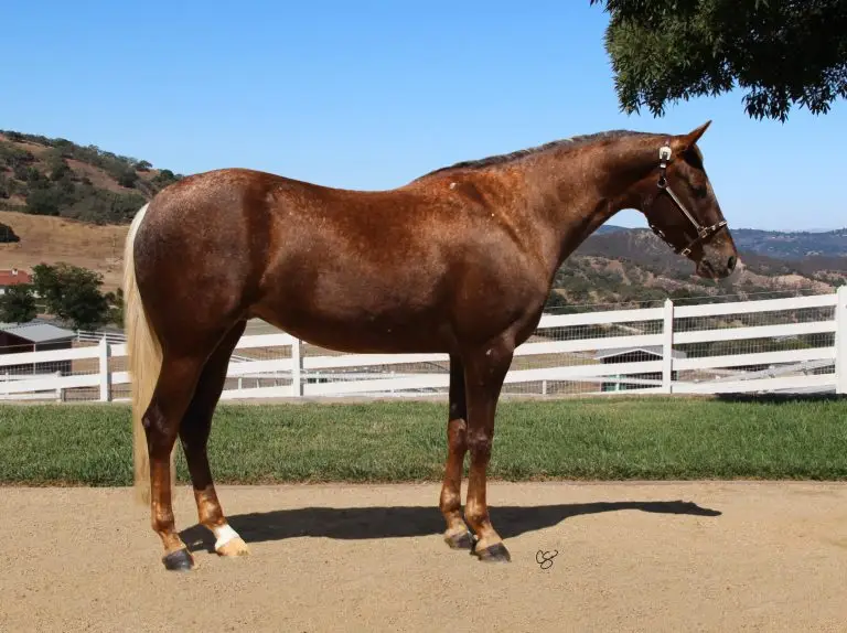 Wranglers Red Rose