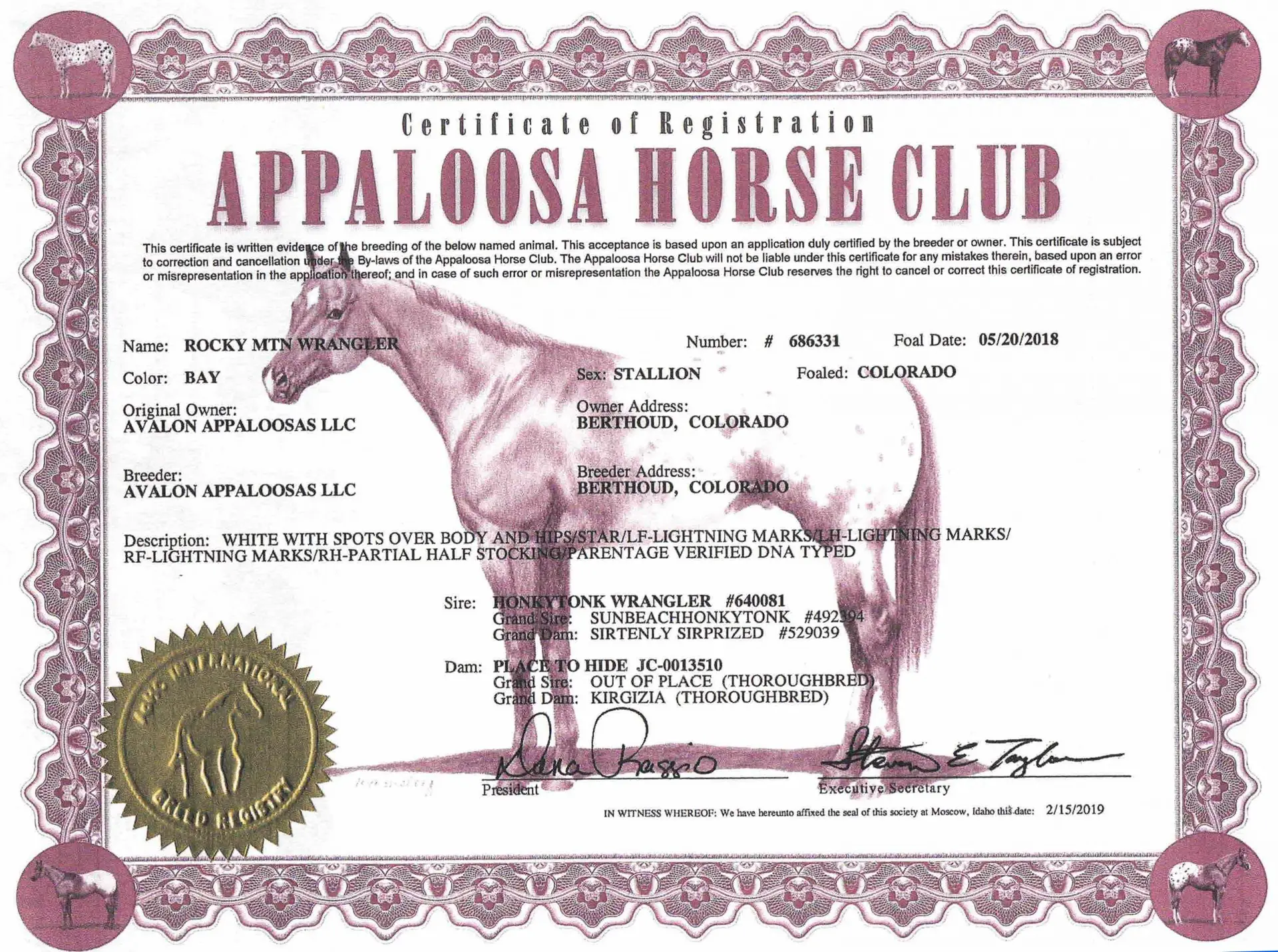Rocky MTN Wrangler - Certificate of registration - Appaloosa Horse Club