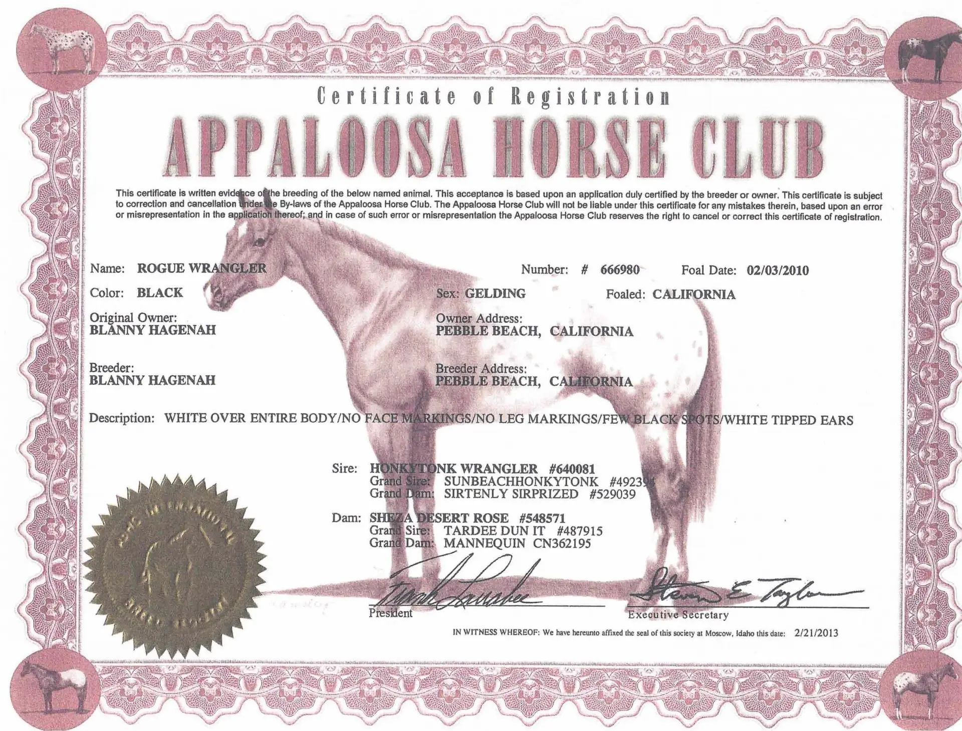 Rogue Wrangler - Certificate of foal registration - Appaloosa Horse Club