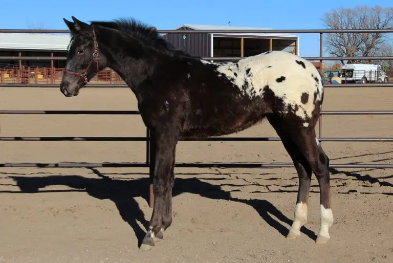 Wranglers Royal Miss
