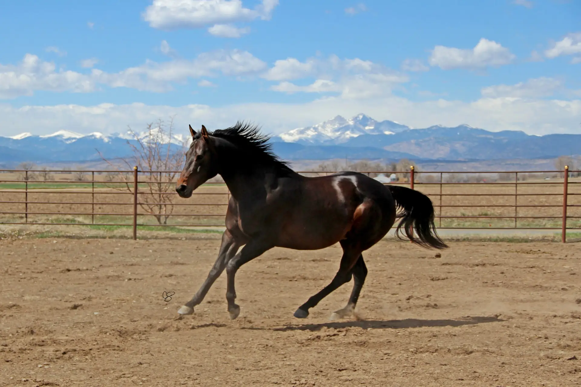 Shadow action horse