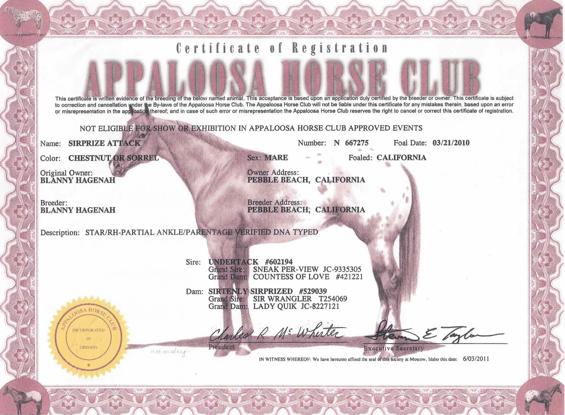 Sirprize Attack - Certificate of registration - Appaloosa Horse Club