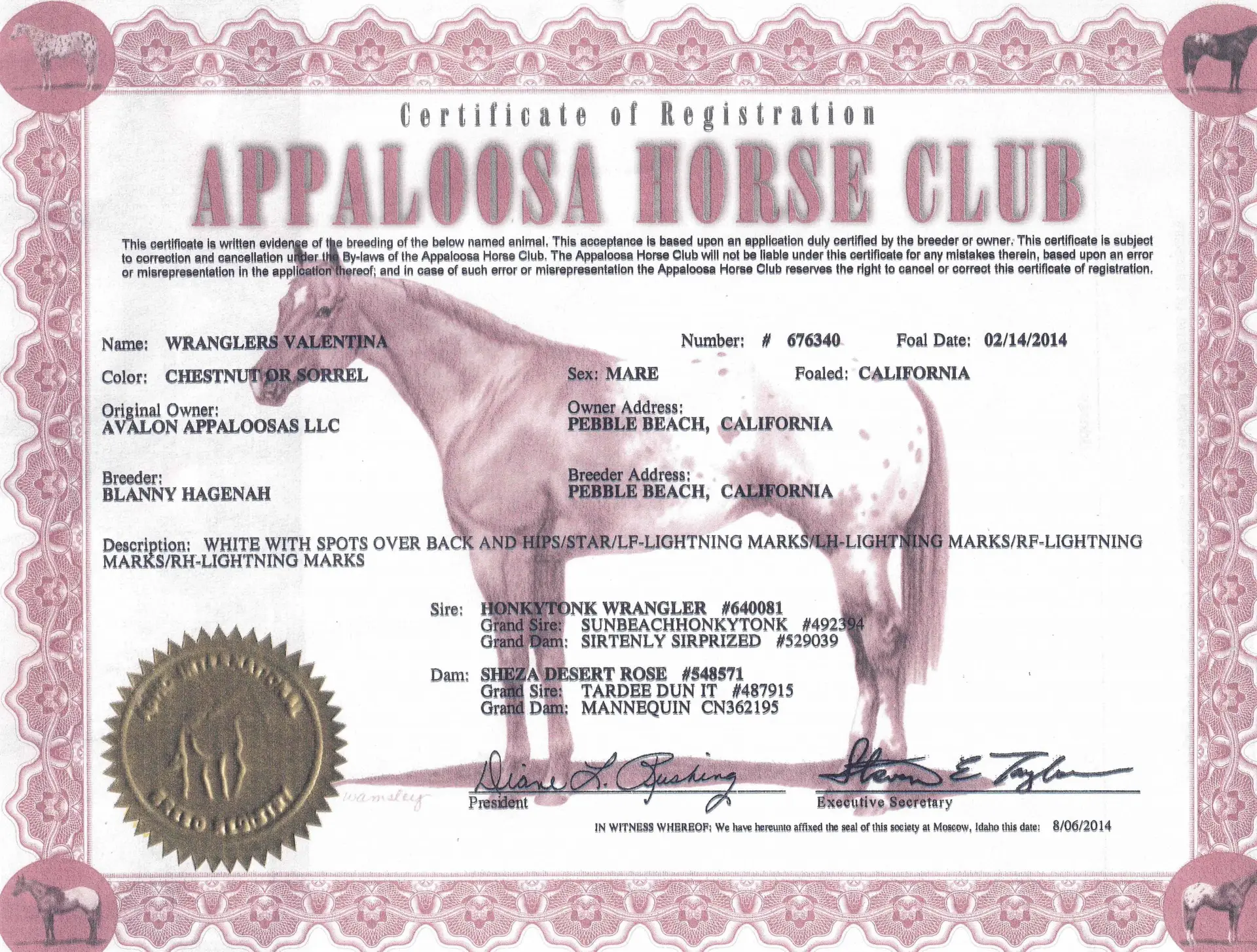 Wranglers Valentina - Certificate of registration - Appaloosa Horse Club