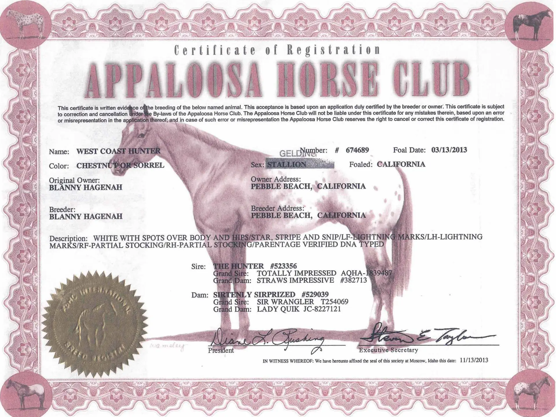 West Coast Hunter - Certificate of registration - Appaloosa Horse Club