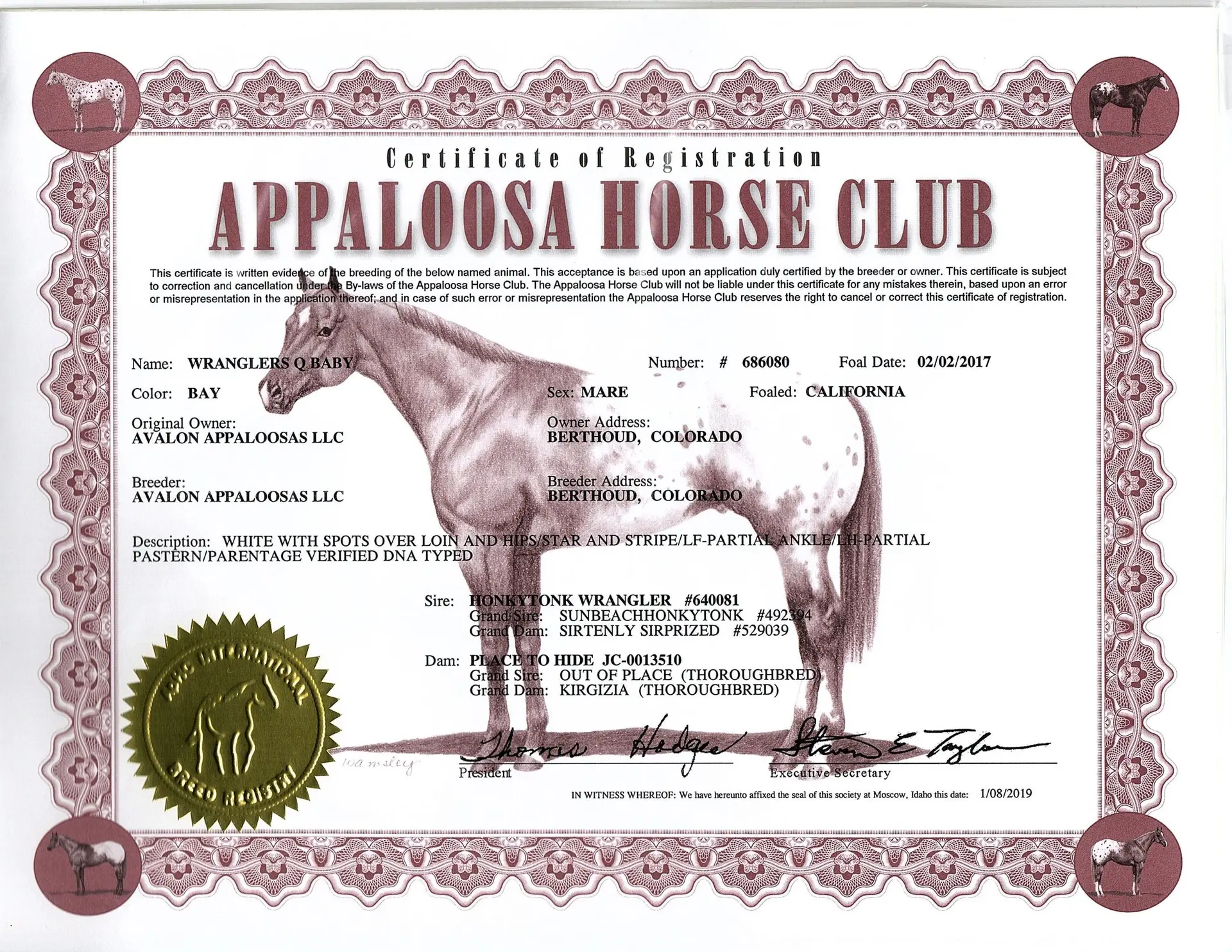 Wranglers Q Baby - Certificate of foal registration - Appaloosa Horse Club