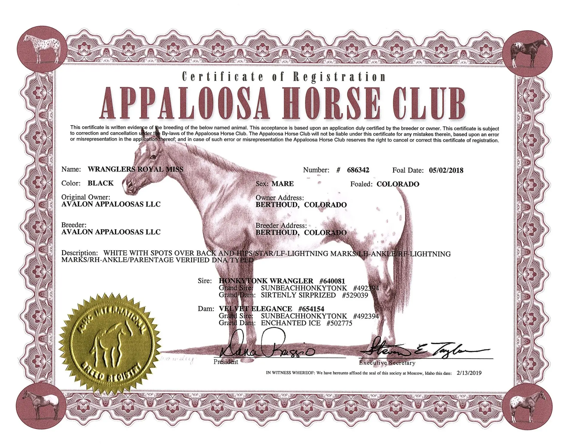 Wranglers Royal Miss- Certificate of foal registration - Appaloosa Horse Club