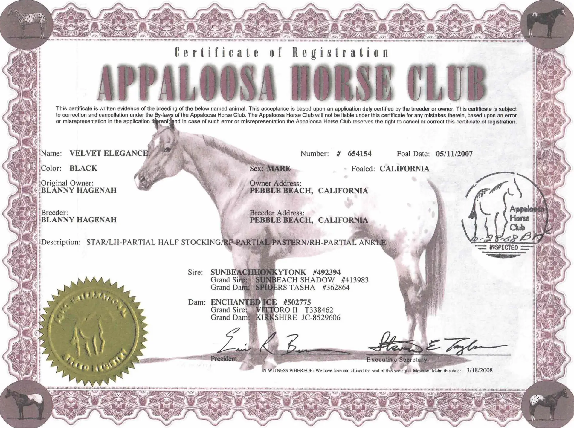 Velvet Elegance - Certificate of registration - Appaloosa Horse Club