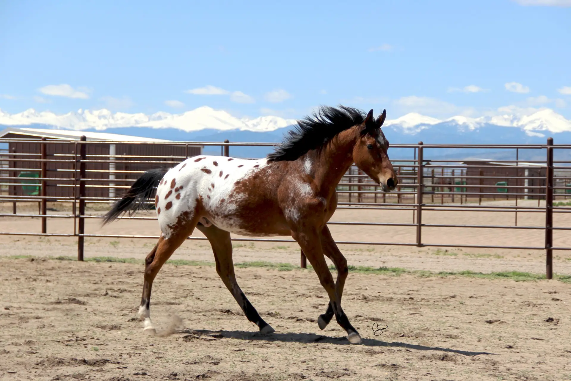 Rocky Colt MTN Wrangler