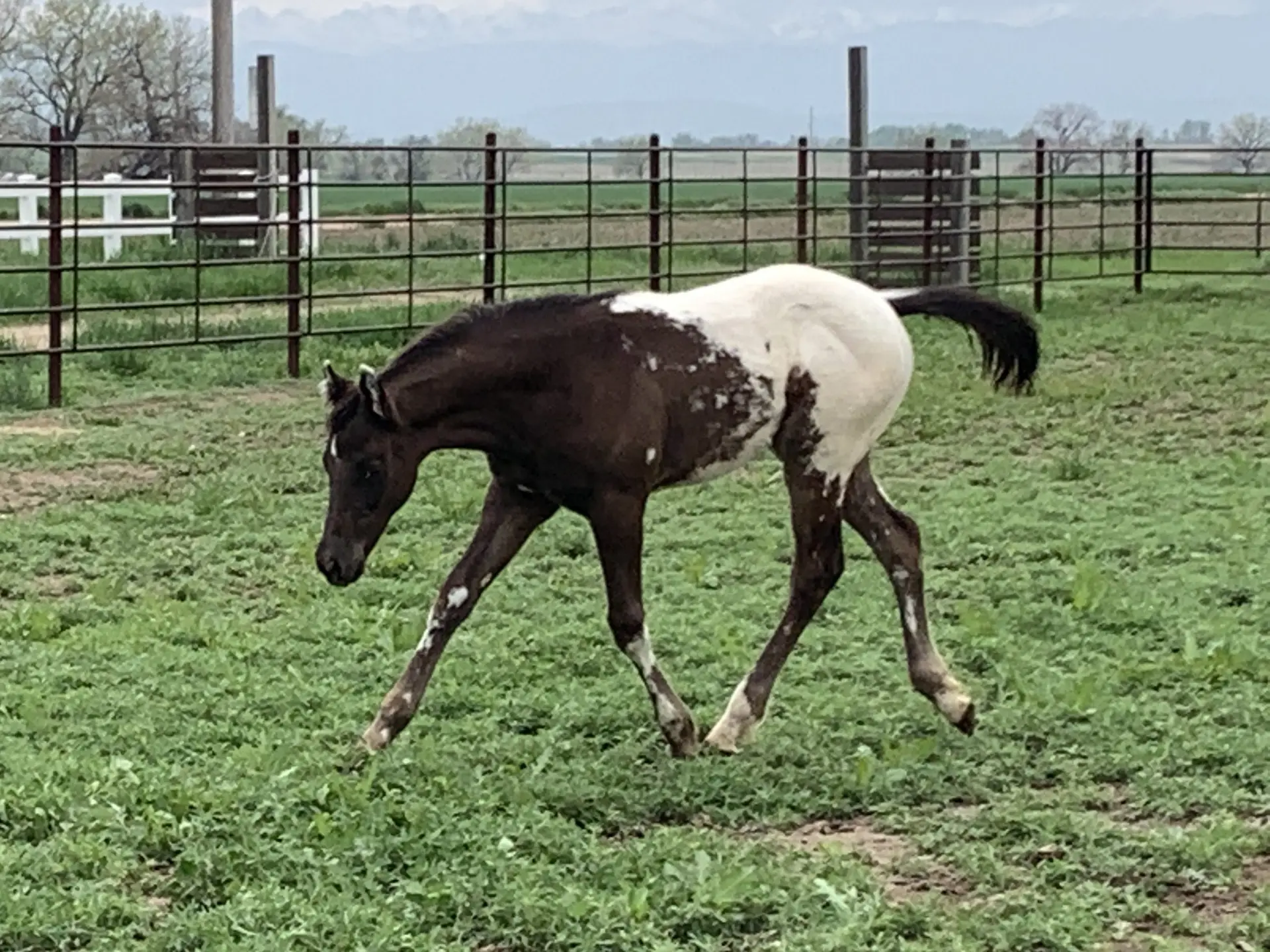 Retro Wrangler foal