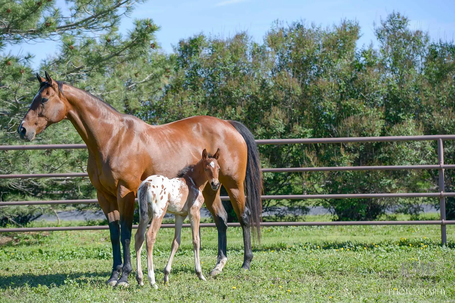Rocky CSU foal