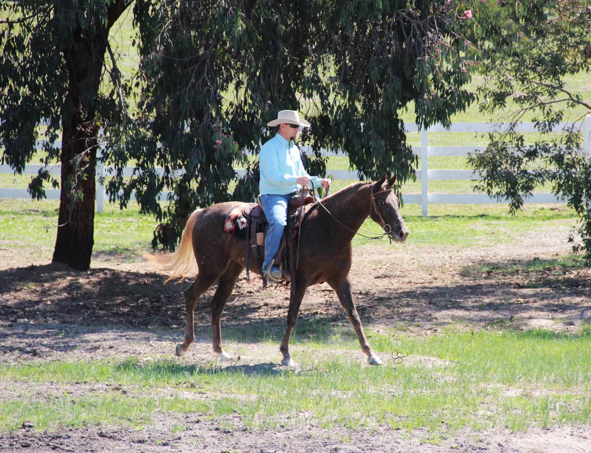 Sire: Wranglers Red Rose Dam: Sheza Desert Rose