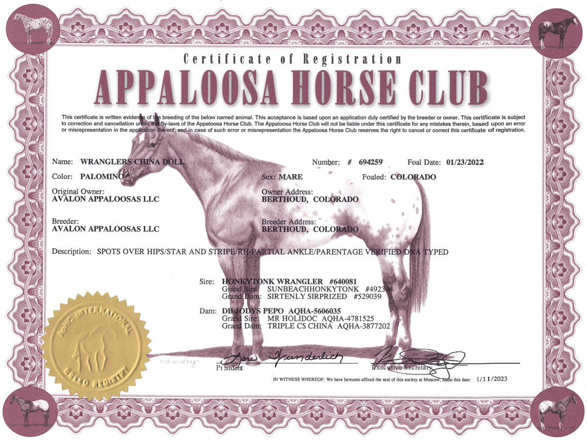 Sire: Honkytonk Wrangler Dam: DB Jodys Pepo