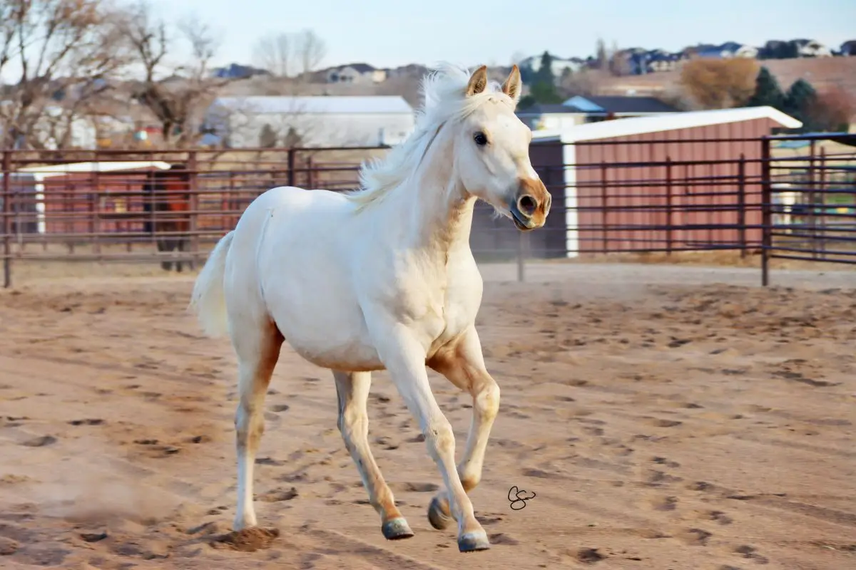 Sire: Honkytonk Wrangler Dam: DB Jodys Pepo