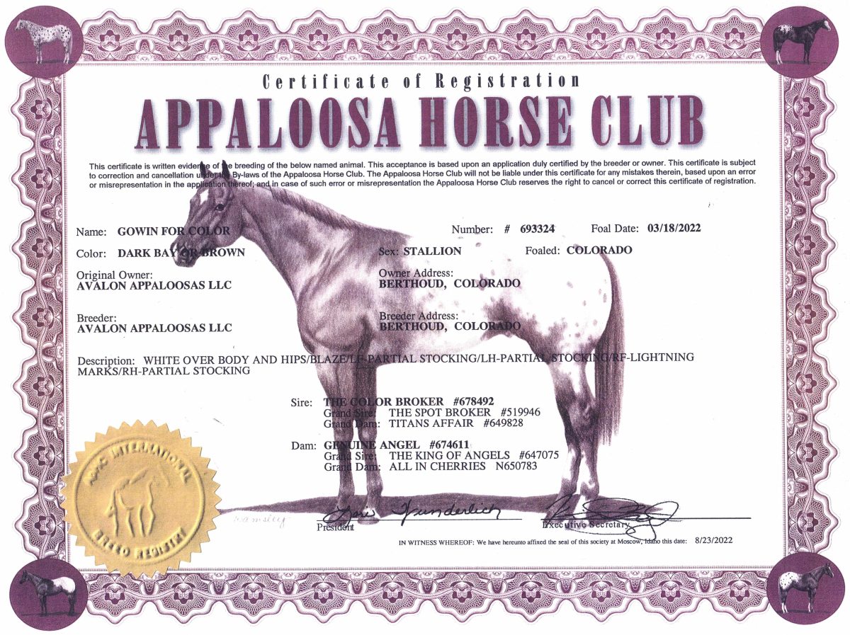 Sire: The Color Broker Dam: Genuine Angel