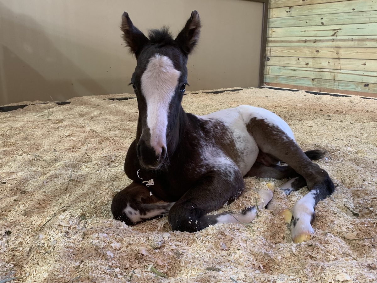 Sire: The Color Broker Dam: Genuine Angel