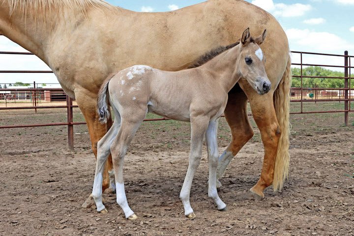 Sire: Honkytonk Wrangler Dam: Spin N Rein