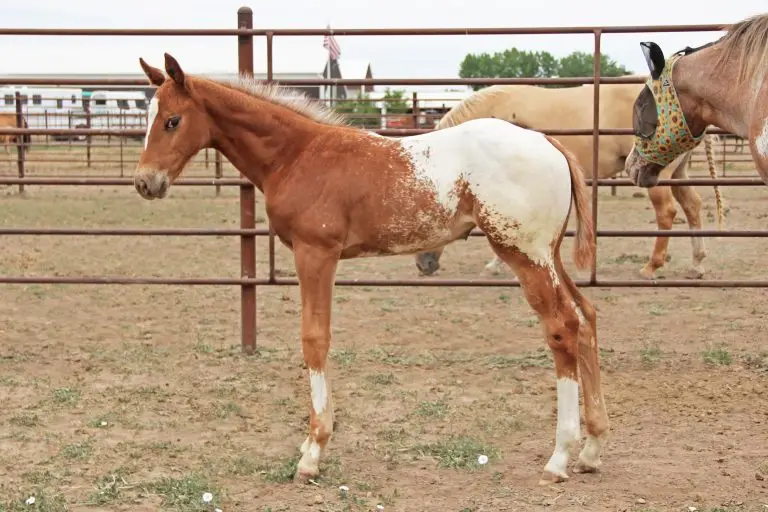 Wranglers Rosebud