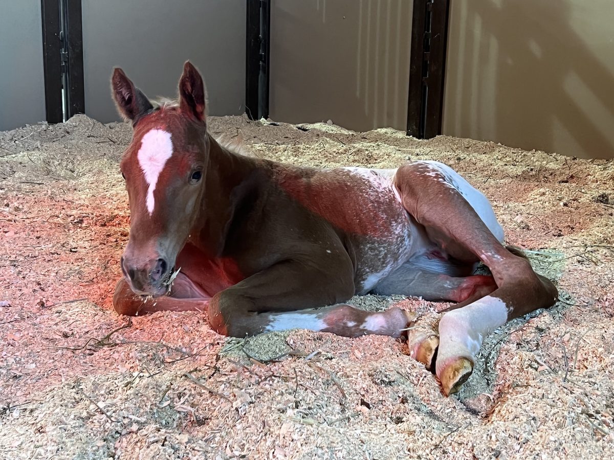 Sire: Honkytonk Wrangler Dam: Hunting For Sunshine
