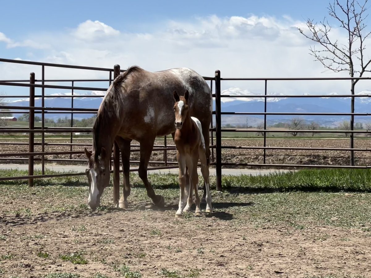 Sire: Honkytonk Wrangler Dam: Hunting For Sunshine