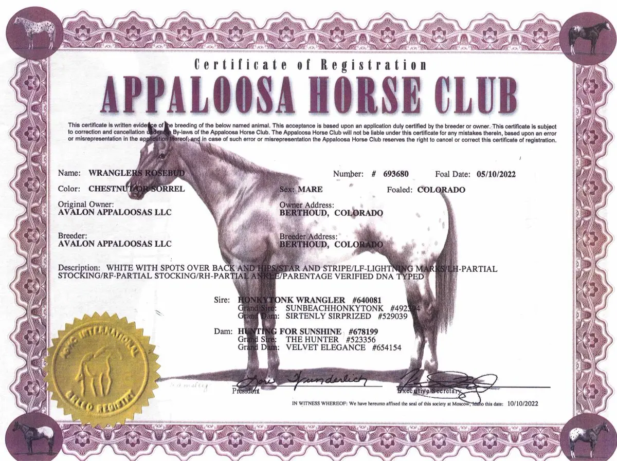 Wranglers Rosebud - Certificate of Foal Registration - Appaloosa Horse Club
