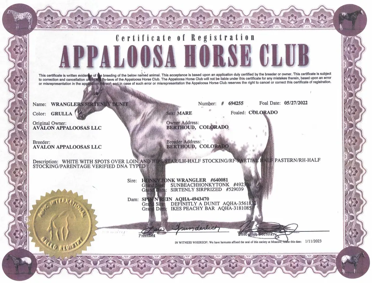 Wranglers Sirtenly Dunit - Certificate of Foal Registration - Appaloosa Horse Club