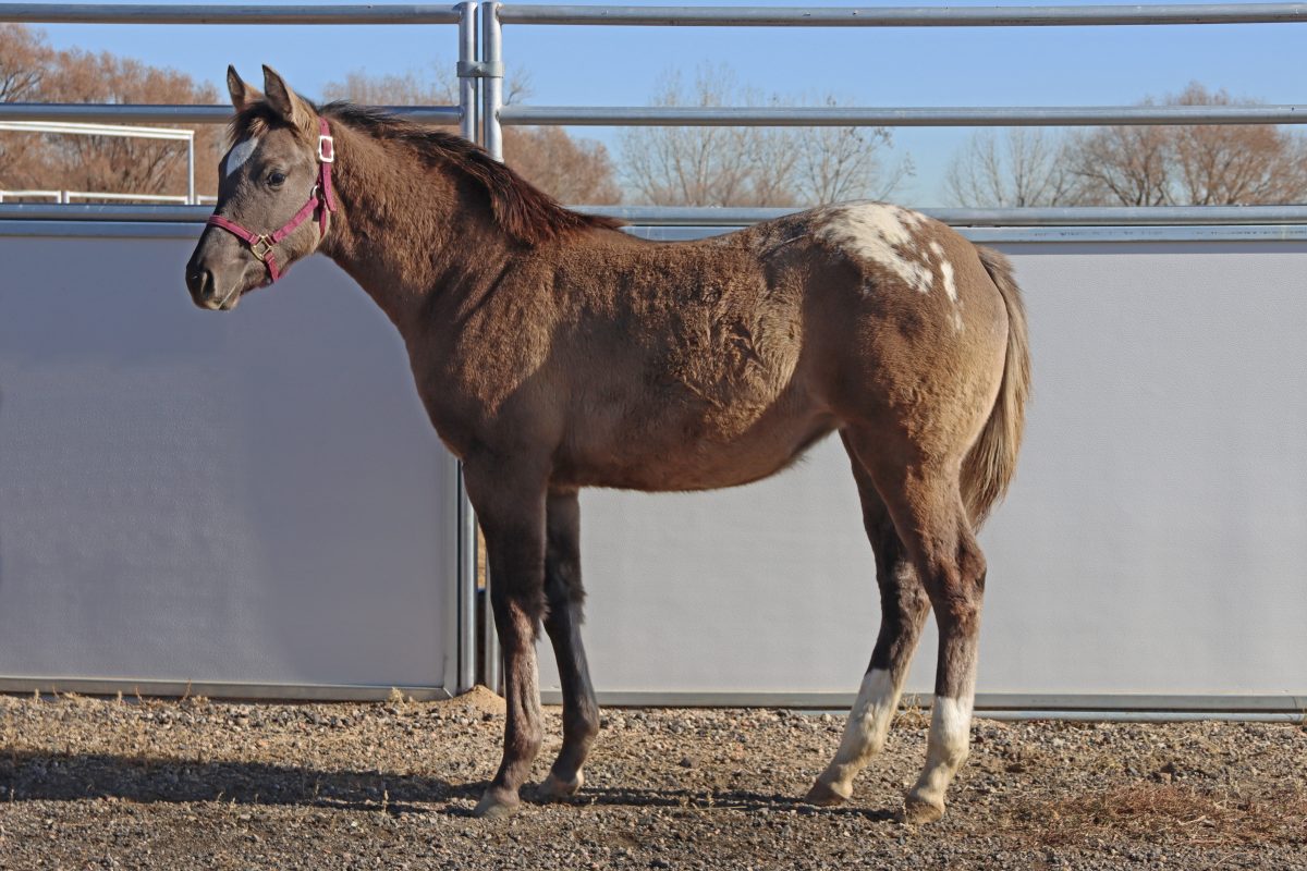 Sire: Honkytonk Wrangler Dam: Spin N Rein